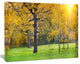 Sunny Park with Oak Panorama, Large Landscape Canvas Art, 20"x12"