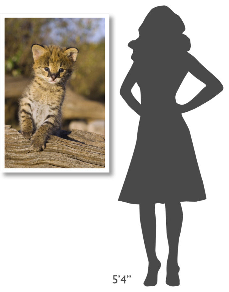 "Serval kitten, 2.5 week old orphan, Masai Mara Reserve" Paper Art, 26"x38"