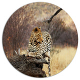 Leopard Sitting On Tree Trunk, African Large Disc Metal Wall Art, 11"