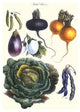Vegetables; Eggplant, Beans, Cabbage, Turnips- Framed Paper Poster 20" x 30"