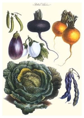 Vegetables; Eggplant, Beans, Cabbage, Turnips- Framed Paper Poster 20" x 30"