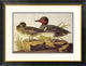 "American Green-Winged Teal" Framed Digital Print by John James Audubon, 34"x26"