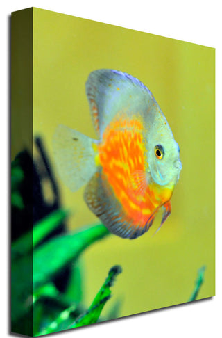 'Tropical Fish Golden' Canvas Art by Kurt Shaffer
