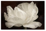 Cora Niele 'White Tulip III' Canvas Art