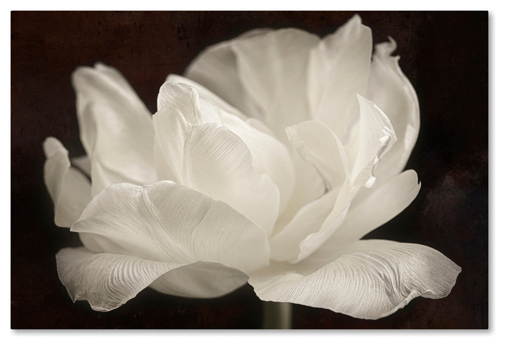Cora Niele 'White Tulip III' Canvas Art