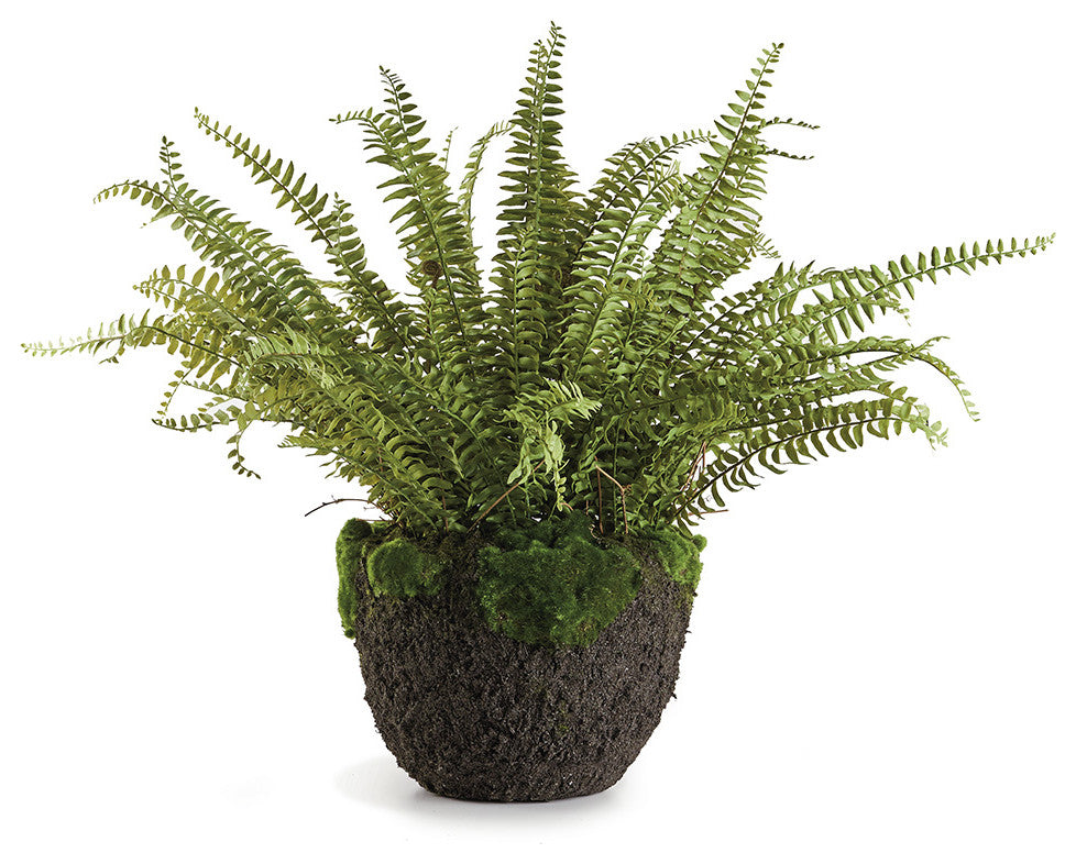 Grand Boston Fern Drop-In, 30"
