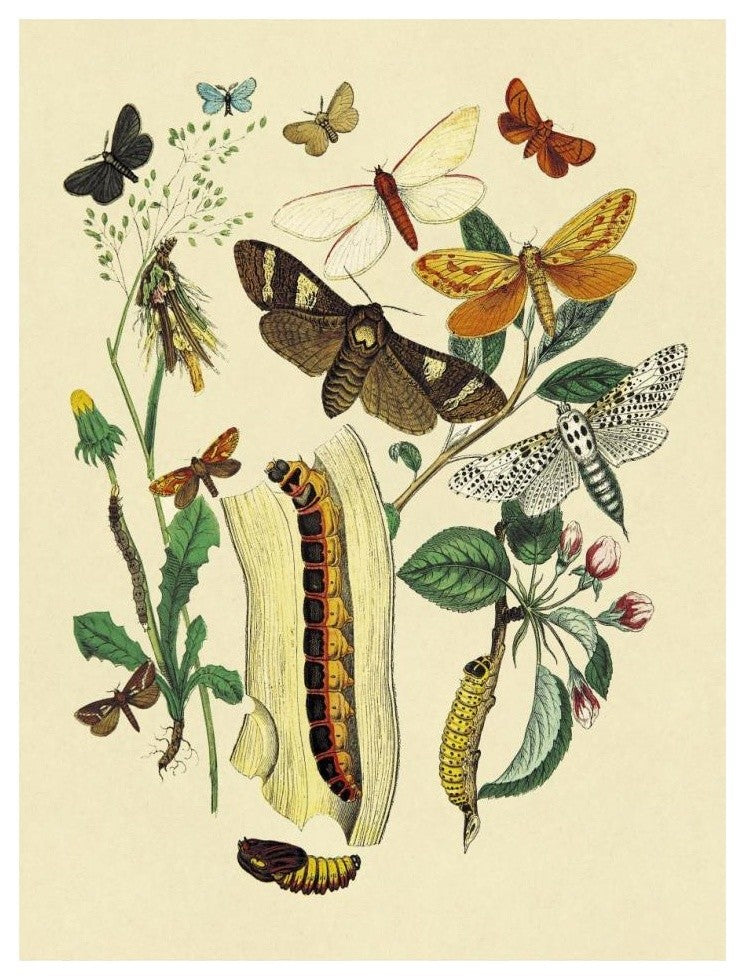 "Moths: C. Ligniperda, Z. Aesculi, et al." Paper Print by W. F. Kirby, 14"x18"