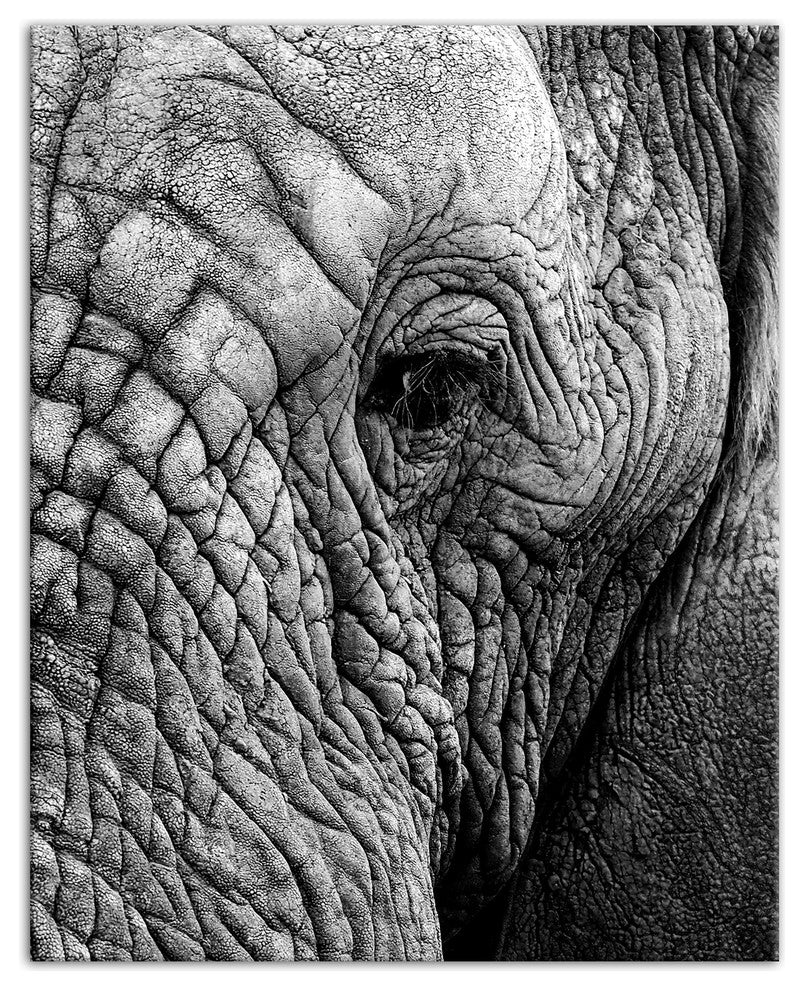 Elephant Face Print on Canvas