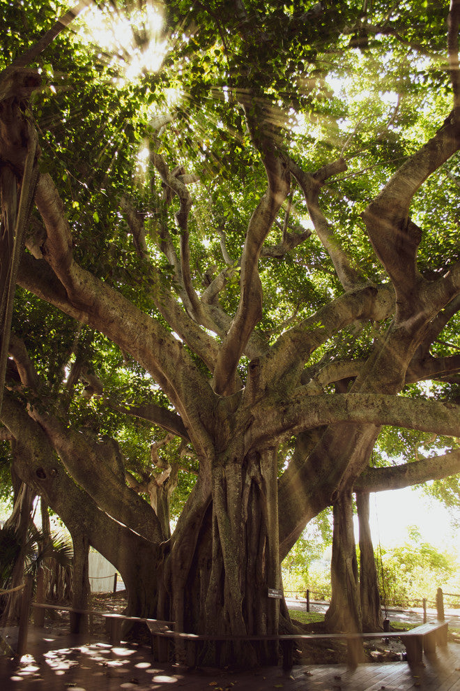 Banyan Tree With Glory Rays of Sunlight Botanical Photo Canvas Print, 16" X 20"