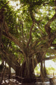 Banyan Tree With Glory Rays of Sunlight Botanical Photo Canvas Print, 16" X 20"