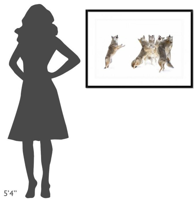 "The Choir Coyotes" Framed Digital Print by Jim Cumming, 38"x28"