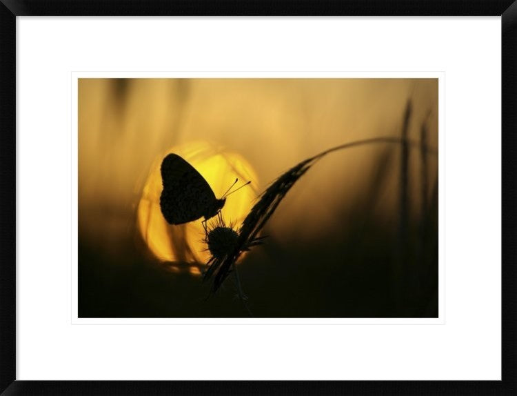 "August" Framed Digital Print by Janini (Zhana Topchieva), 26"x20"