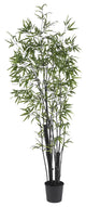 6' Black Bamboo Silk Tree, 2 Thick Trunks