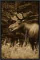 Alaska Moose Feeding On Fireweed Flowers In The Spring, Alaska, Sepia, 12"x18"