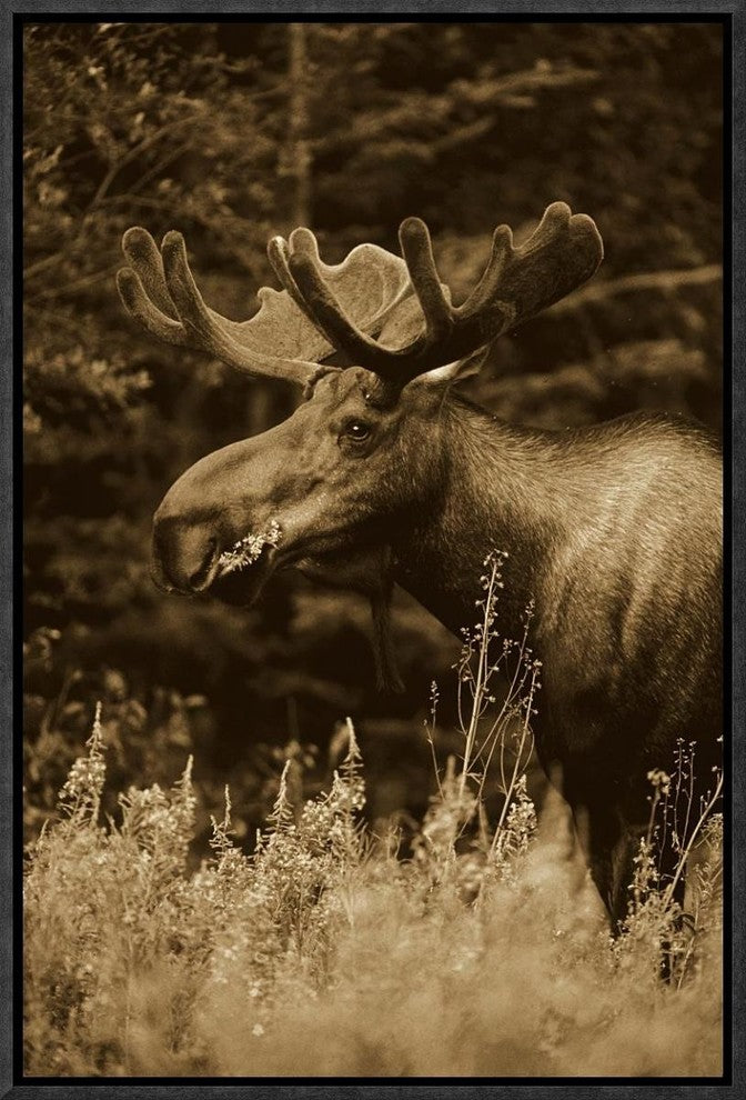 Alaska Moose Feeding On Fireweed Flowers In The Spring, Alaska, Sepia, 12"x18"