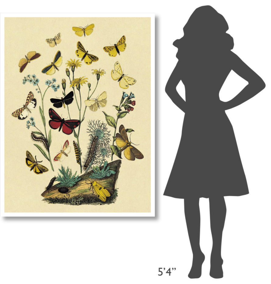 "Moths: C. Miniata, S. Aurita, et al." Paper Print by W. F. Kirby, 38"x50"