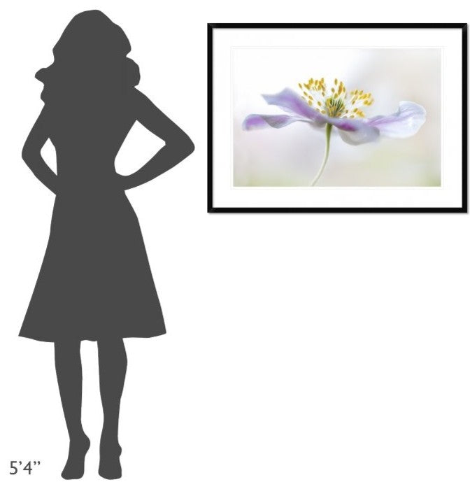 "Wood Anemone" Framed Digital Print by Mandy Disher, 38"x28"