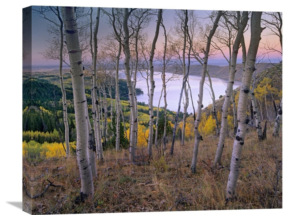 "Aspen Forest, Bridger-Teton National Forest, Wyoming" Artwork