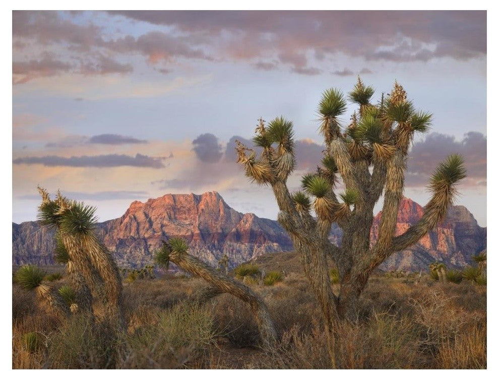 "Joshua Tree, Spring Mountains, Red Rock Canyon Conservation" Paper Art, 18"x14"