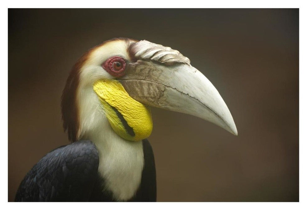 "Wreathed Hornbill male, Malaysia" Paper Print by Tim Fitzharris, 32"x22"