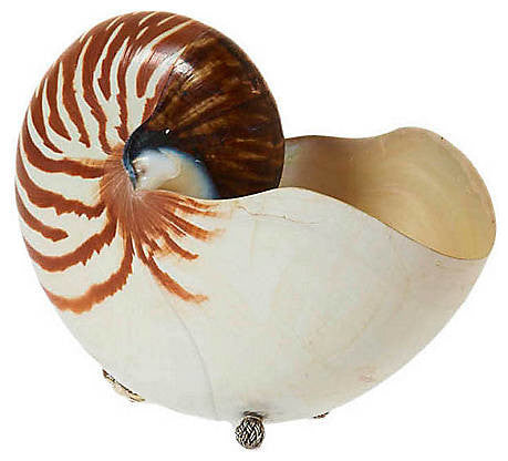 Seven Inch Tiger Nautilus with Sterling Silver Feet
