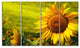 Tuscany Sunflowers on Green, Floral Canvas Art Print, 48"x28", 4 Panels