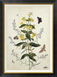 "Yellow Loosestrife and Other Wild Flowers"  by Thomas Robins Jr., 27x36"