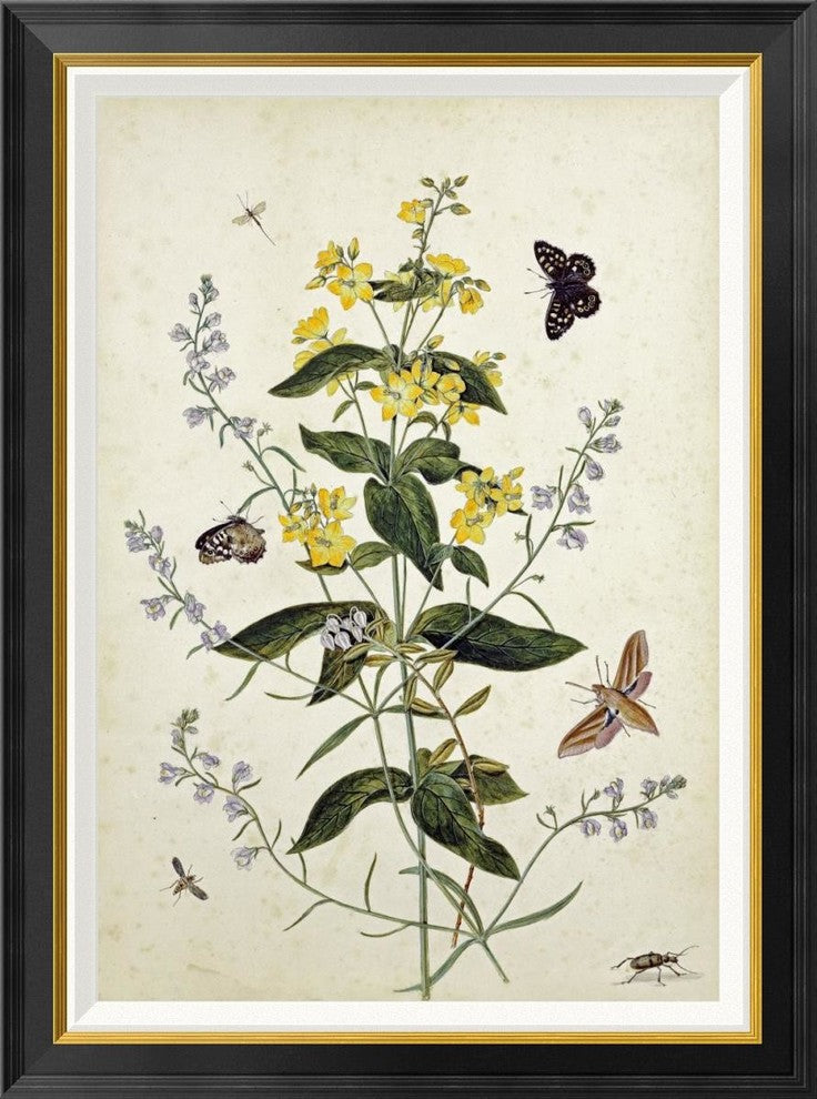 "Yellow Loosestrife and Other Wild Flowers"  by Thomas Robins Jr., 27x36"
