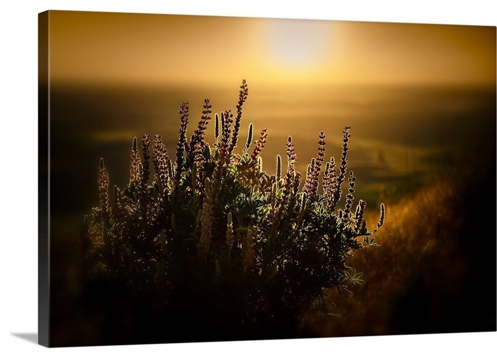 "Lupines" Wrapped Canvas Art Print, 24"x16"x1.5"