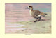 Marbled Duck- Fine Art Giclee Print 24" x 36"