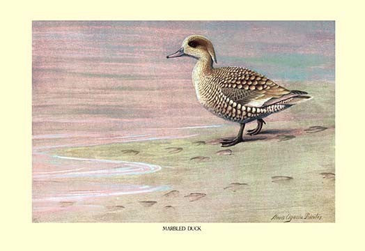 Marbled Duck- Fine Art Giclee Print 24" x 36"