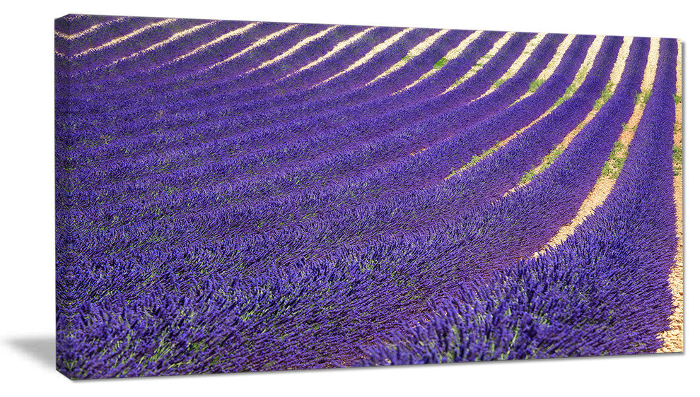 "Lavender Blooming Fields As Texture" Landscape Wall Art, 40"x20"