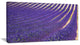 "Lavender Blooming Fields As Texture" Landscape Wall Art, 40"x20"
