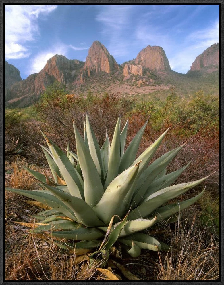 Chisos Agave and The Chisos Mountains, Big Bend National Park, Texas, 18"x24"
