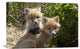 "Red Fox Kits Playing, Katmai National Park, Alaska" Artwork, 24" x 16"