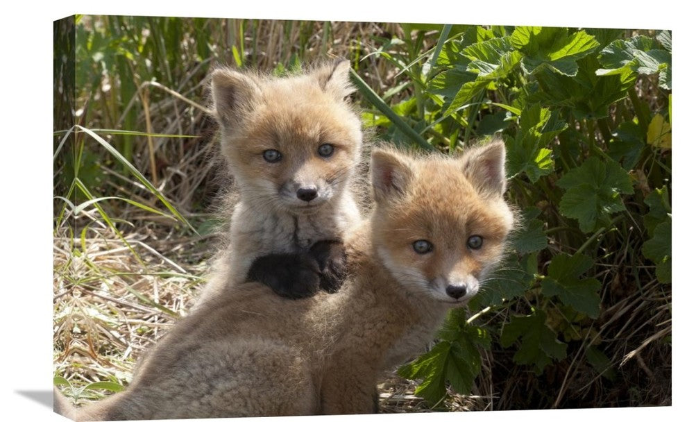 "Red Fox Kits Playing, Katmai National Park, Alaska" Artwork, 24" x 16"