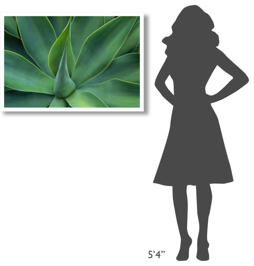 "Fox Tail Agave leaves, succulent, mountains of Mexico" Paper Art, 38"x26"