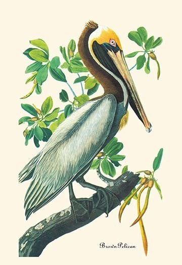 Brown Pelican - Framed Paper Poster 20" x 30"