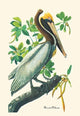 Brown Pelican - Framed Paper Poster 20" x 30"