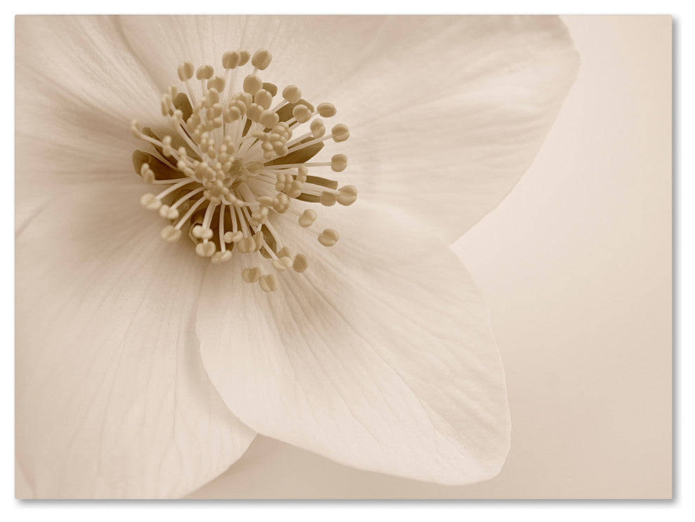 Cora Niele ''Hellebore Christmas Rose'' Canvas Art