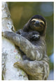 "Brown-throated 3-toed Sloth, baby, Aviarios Sloth Sanctuary" Paper Art, 14"x20"
