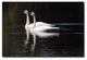 'Twin Swans' Canvas Art by Kurt Shaffer
