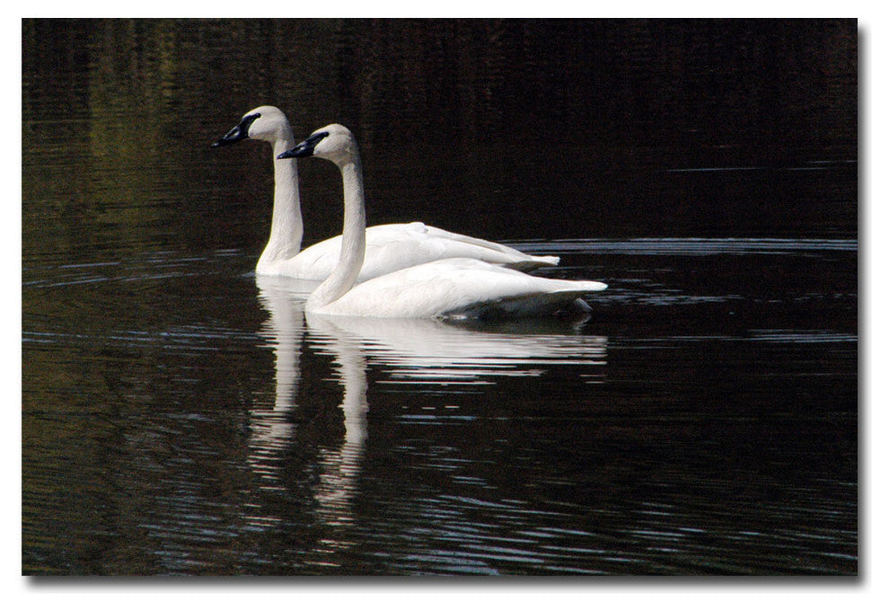 'Twin Swans' Canvas Art by Kurt Shaffer