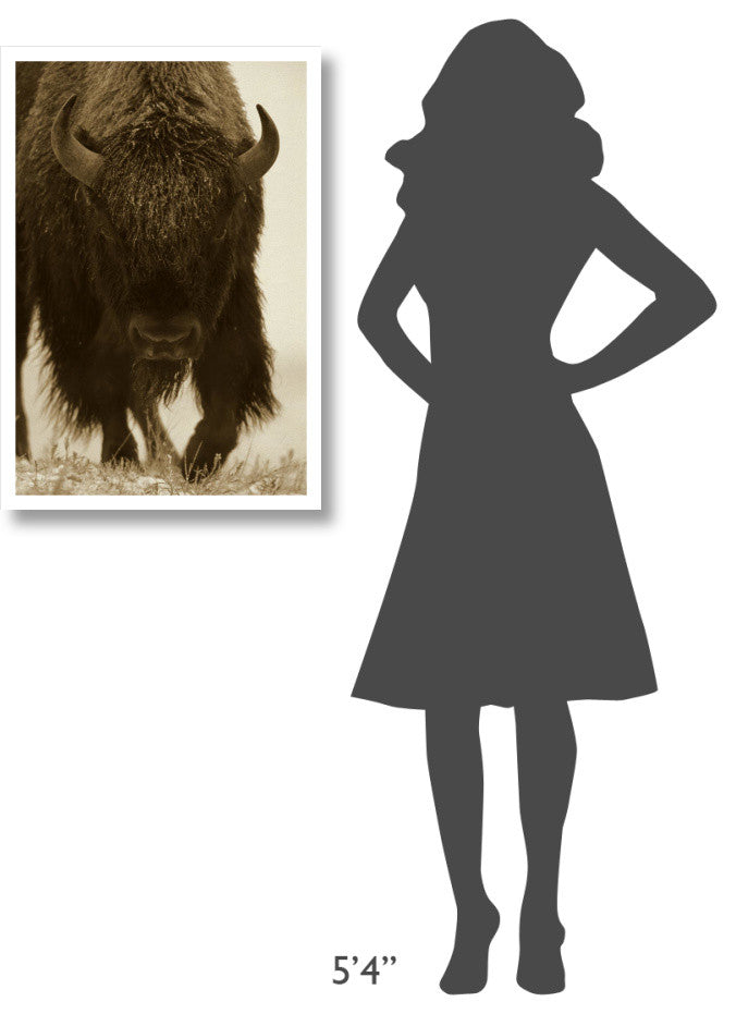 "American Bison portrait in snow, North America" Paper Art, 22"x32"
