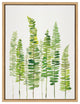 Sylvie Sword Ferns Framed Canvas by Patricia Shaw, Natural 18x24