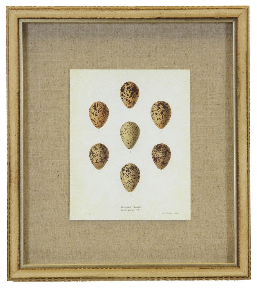 Bird Egg Print On Linen, Distressed Cream Shadowbox