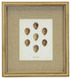Bird Egg Print On Linen, Distressed Cream Shadowbox