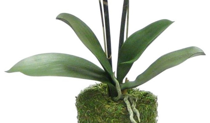 Artificial Phalaenopsis Double Orchid Drop In