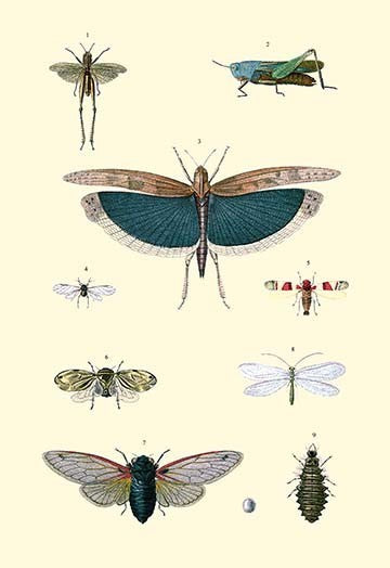 Insect Study #3 - Gallery Wrapped Canvas Art 28" x 42"