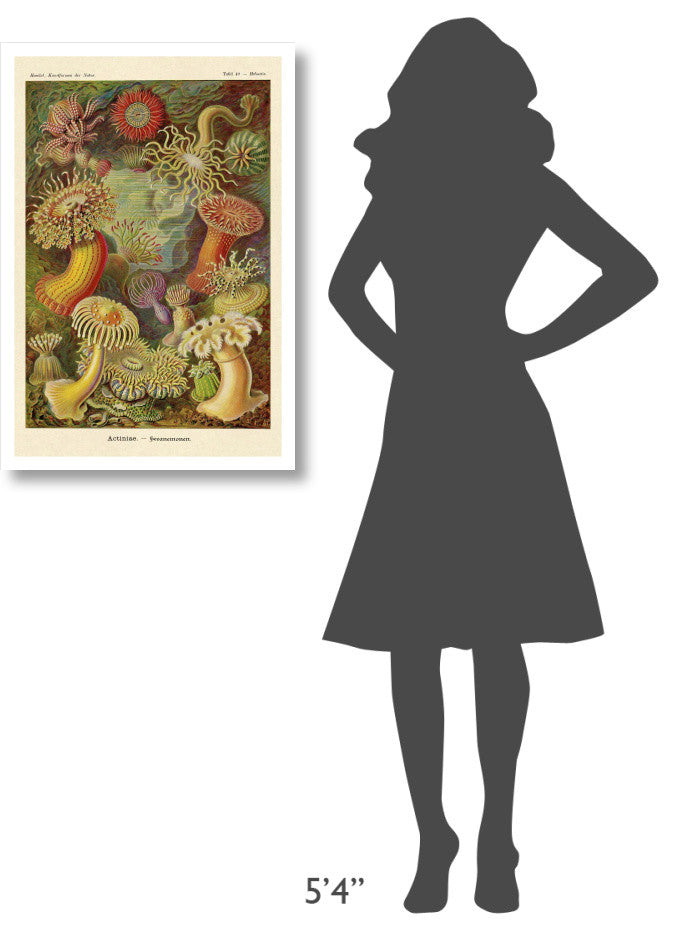 "Haeckel Nature Illustrations: Actiniae" Paper Print by Ernst Haeckel, 22"x32"
